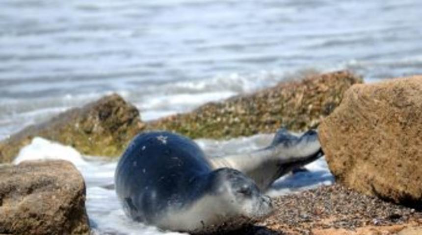 Sahile Vuran Yaralı Foka, Havalı T&uuml;fekle Antibiyotik Enjekte Edildi