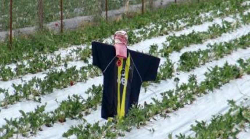 Dolu, &Ccedil;ilek Tarlalarını Vurdu