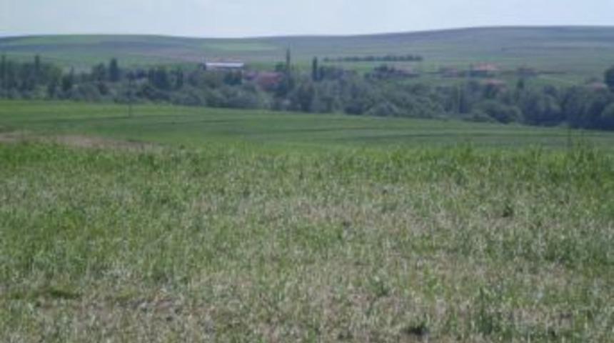 Sarıkaya&rsquo;da Dolu 7 Bin Dekar Tarım Alanına Zarar Verdi