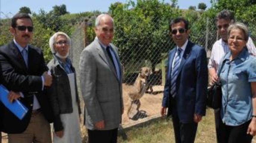 G&uuml;zeloğlu, Hayvan Barınağında İnceleme Yaptı