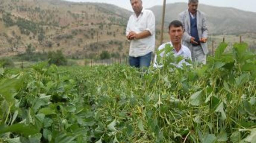 Batman'da Dolu &Ccedil;ilek Tarlasını Vurdu