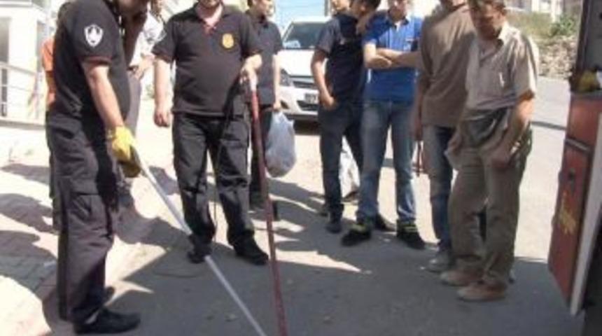 Otomobilde Yılan Avı