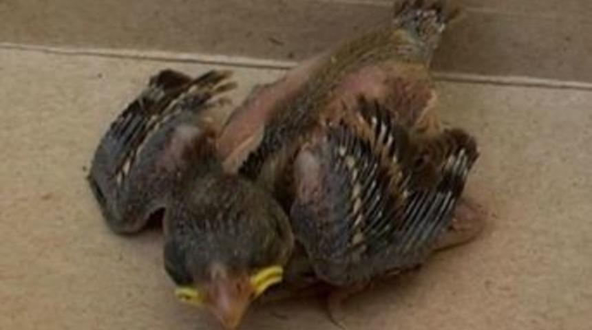 Polis Ve İtfaiyecilerin Yavru Ser&ccedil;e Seferberliği