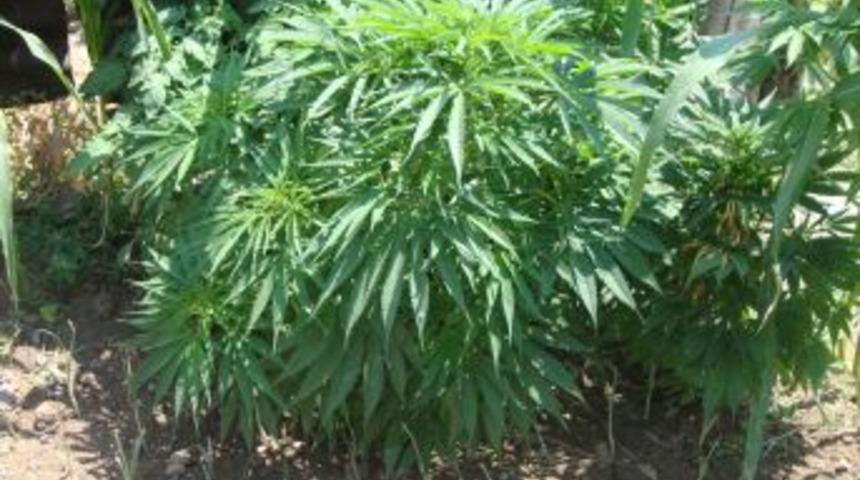 D&uuml;zce'de 200 K&ouml;k Hint Keneviri Ele Ge&ccedil;irildi