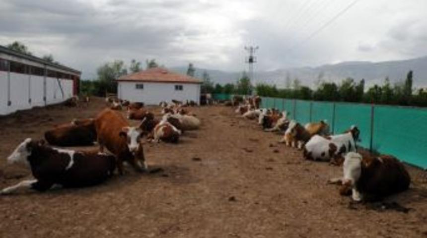 DAP'la Hayvancılık Teşvik Ediliyor