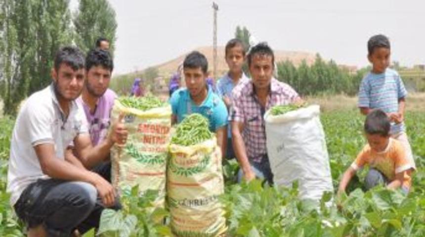 GAP Çiftçisi Alternatif Ürünlere Yöneliyor