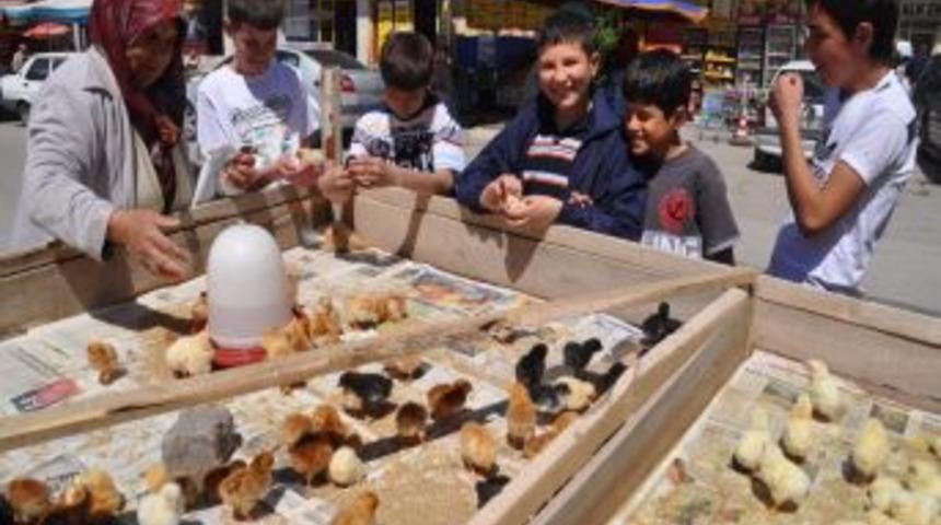 Satılan Civcivler &Ccedil;ocukların Ilgisini &Ccedil;ekiyor