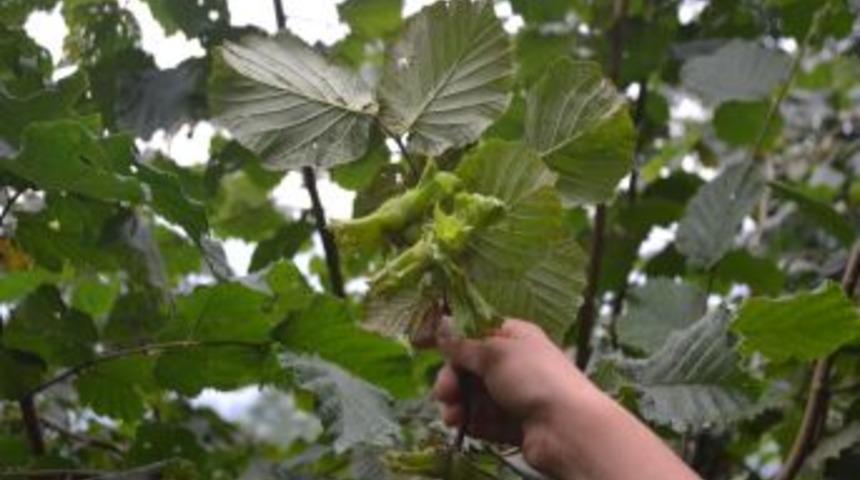 Fındık Bah&ccedil;elerine Erken Girilebilir