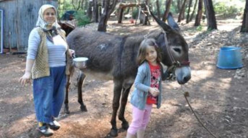Eşek Sütünde İnanılmaz Şifa