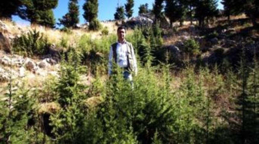 Karaisalı'daki Verimli Orman Alanı Arttı