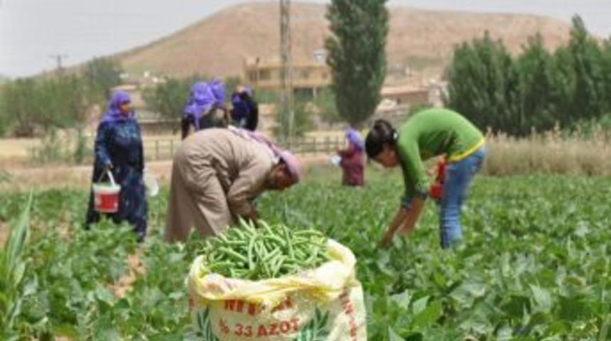 Gap'ta &Uuml;r&uuml;n &Ccedil;eşitleniyor