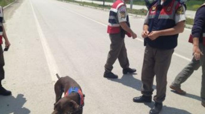 Bolu'da Jandarma Ekipleri Narkotik K&ouml;pekleriyle Trafik Uygulaması Yaptı