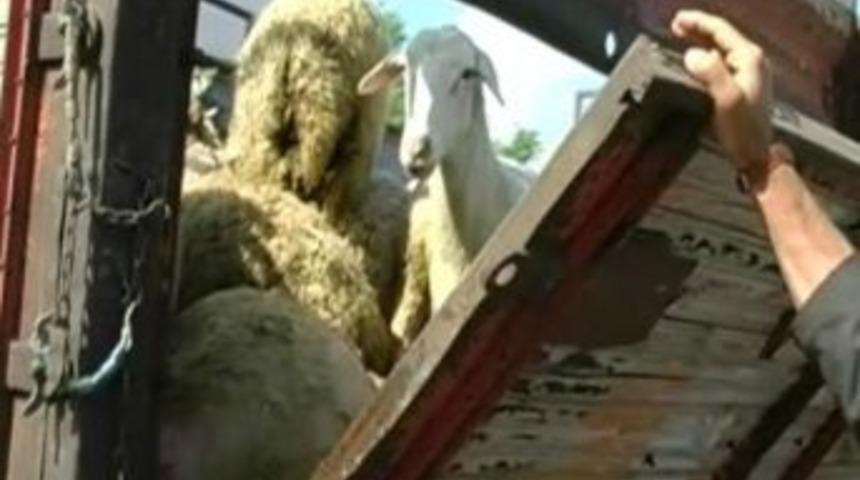 Hayvan Hırsızlarına Şok Baskın