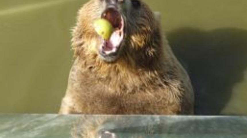 Yaban Hayvanları I&ccedil;in Meyve Ormanları Kuruluyor