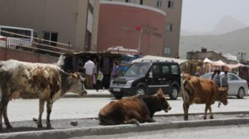 Başıboş Hayvan Sahiplerini K&ouml;t&uuml; Haber