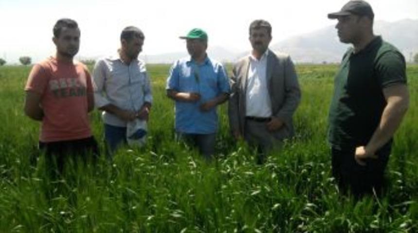 Elbistan Ovası'nda S&uuml;ne M&uuml;cadelesi