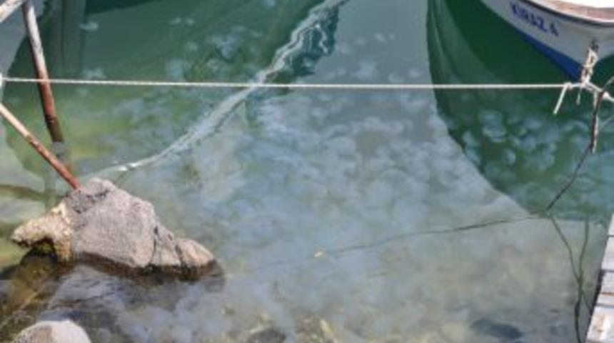 Fo&ccedil;a'da Denizanaları &Uuml;rk&uuml;t&uuml;yor