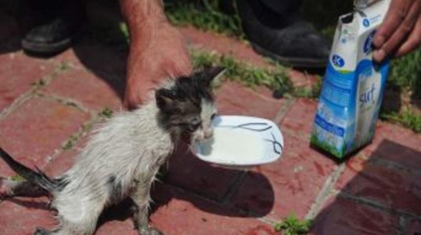 Fare Zamkına Yapışan Yavru Kediye İtfaiye Şefkati