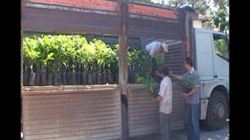 Tavşanlı'da 2 Bin Ceviz Fidanı Dağıtıldı