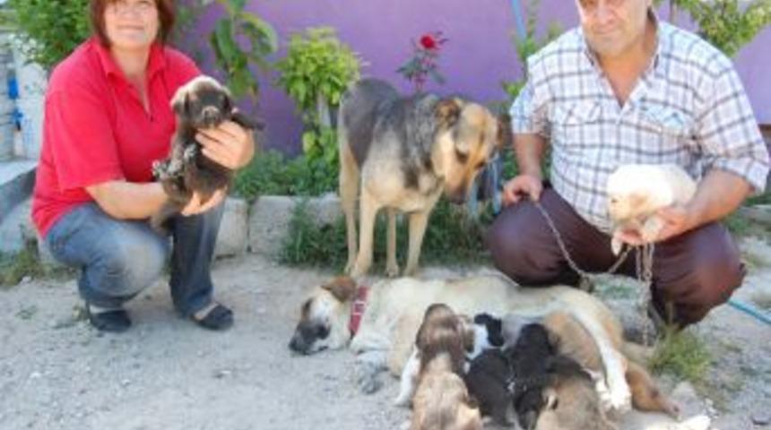 Kaya &Ccedil;iftinin G&ouml;z Yaşartan Hayvan Sevgisi