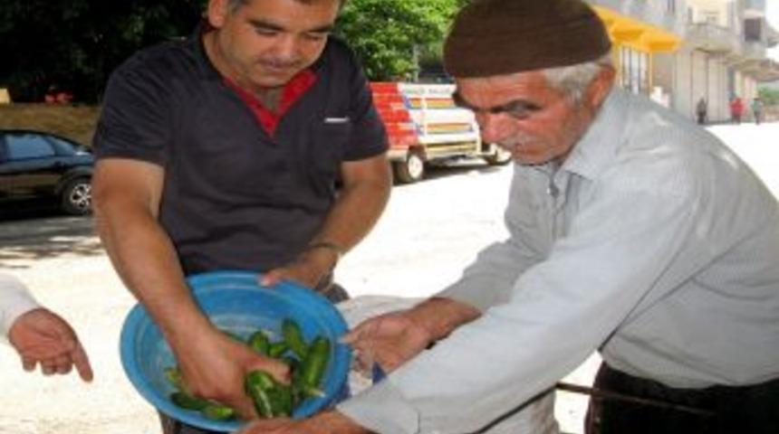 Araban'da Yılın İlk Yerli Organik Salatalığı Yok Satıyor