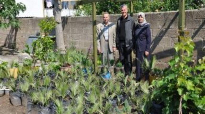 Caddelere Dikmek İ&ccedil;in Bah&ccedil;esinde Palmiye Yetiştiriyor