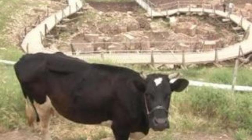 G&ouml;beklitepe&rsquo;de ilgin&ccedil; ayrıntı