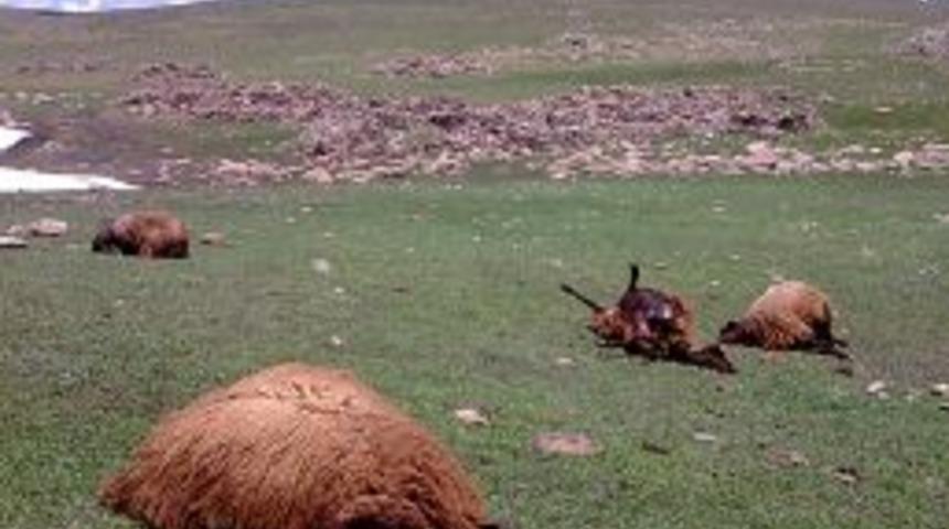 Erzurum'da Koyun S&uuml;r&uuml;s&uuml;ne Kaleşnikoflu Saldırı
