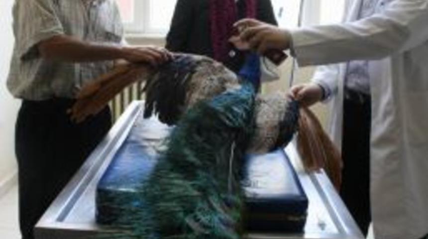 Sabıkalı Tavus Kuşu Hastanelik Oldu