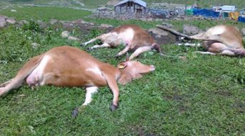 Rize'de Yıldırım &Ccedil;arpması  Sonucu &Uuml;&ccedil; Hayvan Telef Oldu