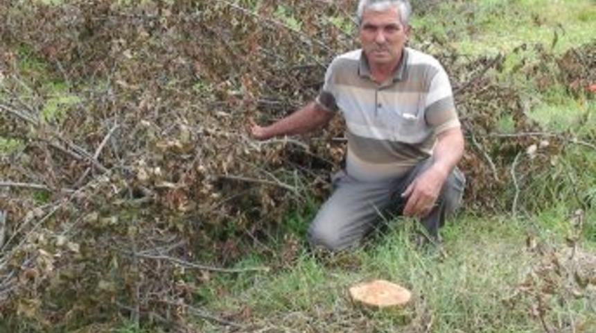 &Ouml;demiş'te Erik Efsanesinin Sonu