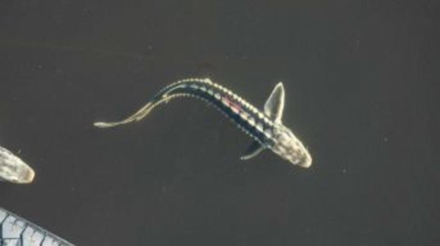 İ&Uuml;, Mersin Balığı &Uuml;retimi I&ccedil;in K&uuml;&ccedil;&uuml;kboğaz G&ouml;l&uuml;'n&uuml;n Tahsisini Istedi