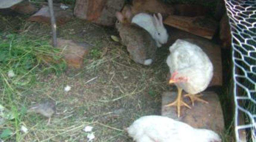 Zonguldak'ta K&uuml;mes Hayvanlarına Bakan Hayvansever İlgi Odağı Oluyor