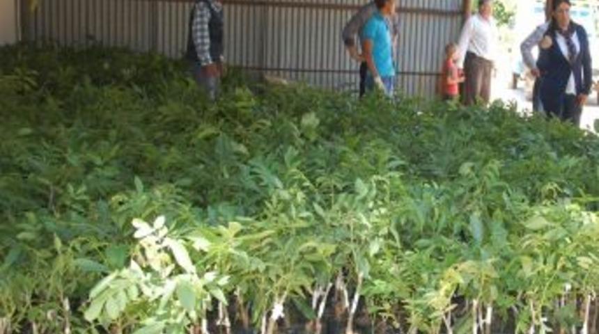 Simav'da &Ccedil;ift&ccedil;iye Ceviz Fidanı Desteği