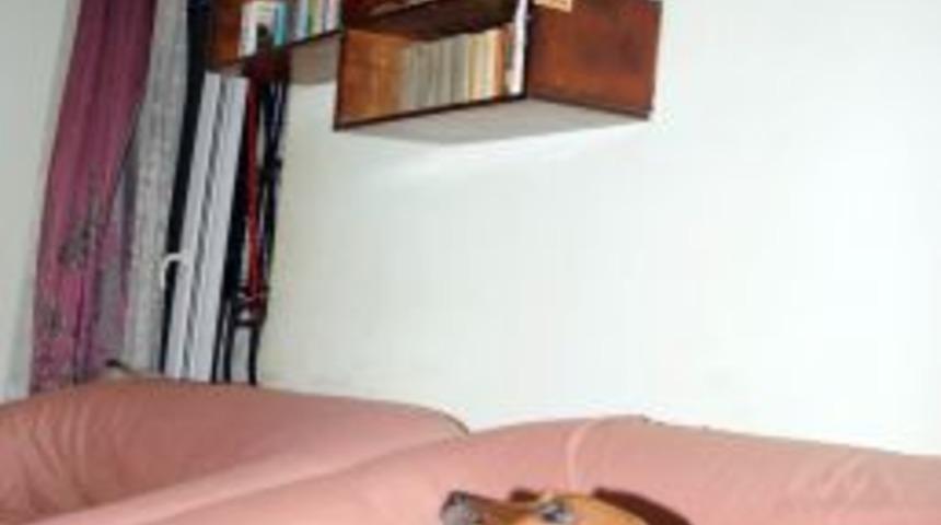 Dairesini Hayvan Barınağına &Ccedil;evirdi