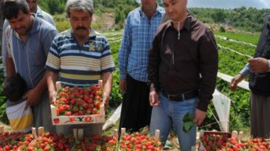 Silifke Yaylalarında Domatese Alternatif &Ccedil;ilek Ekildi