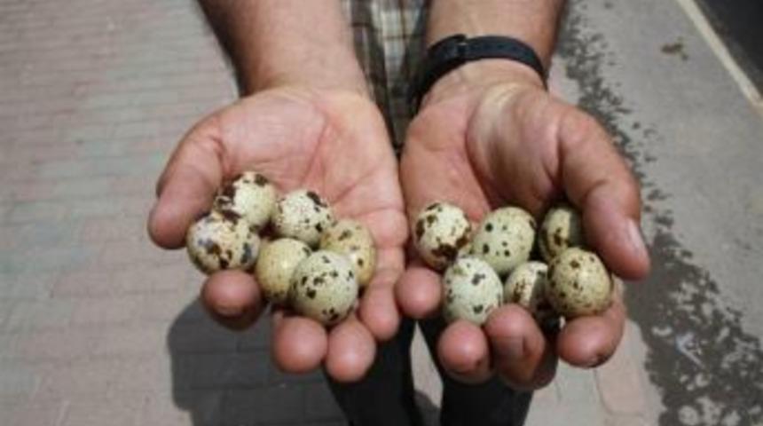 'Dağdaki Keklik Yumurtasını Toplamak Keklik Neslini Bitirir'