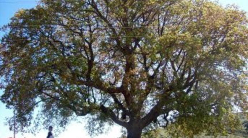 Anıt Tescili Yapılan 'koca Meşe' İlgi Bekliyor
