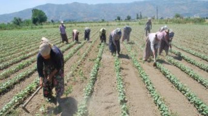 Aydın'da Pamuk &Ccedil;apalama Yevmiyesi 30 Tl Olarak Belirlendi