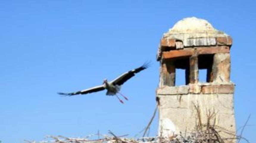 Leylekler S&ouml;ke'de &Ouml;l&uuml;ms&uuml;zleşti