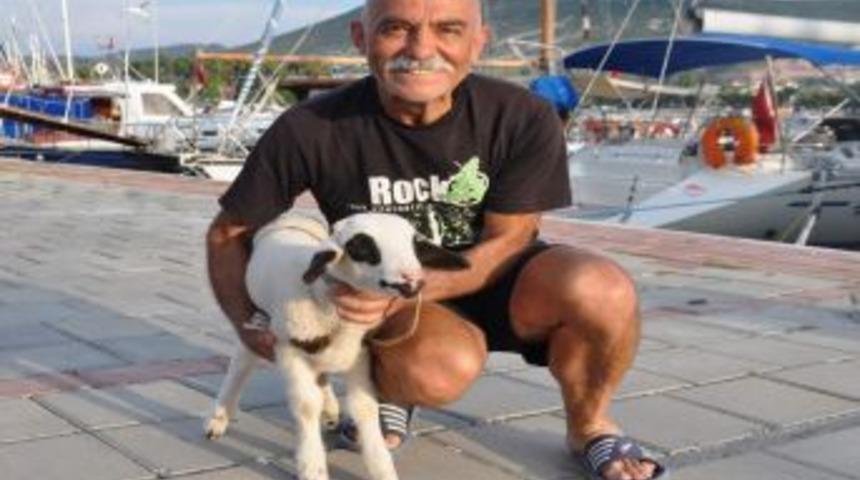 Fo&ccedil;a'nın Medyatik Kuzusu