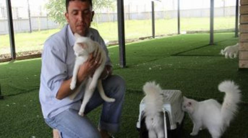 Misafir Kediler Evlerine D&ouml;nmeye Devam Ediyor