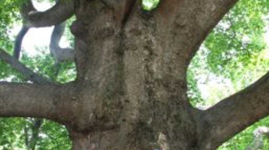 T&uuml;rk&ccedil;e&rsquo;nin &Ccedil;ocukları, G&uuml;n&uuml;n Yorgunluğunu Tavacı Recep&rsquo;te Attı