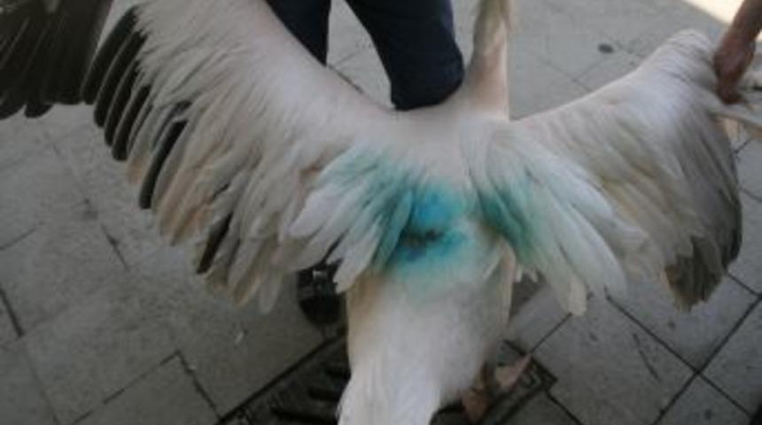 Pelikan Uğur'u Bı&ccedil;akladılar