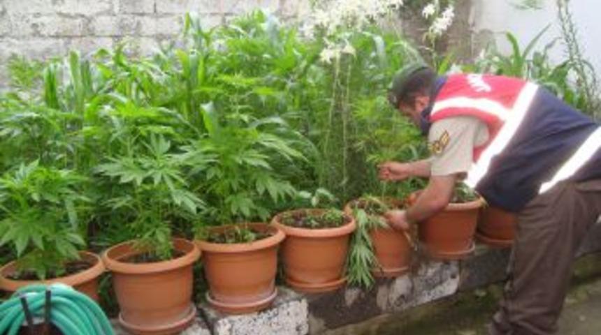 Bursa&rsquo;da 3 Kilo Kubar Esrar Ve 573 K&ouml;k Keneviri Ele Ge&ccedil;irildi