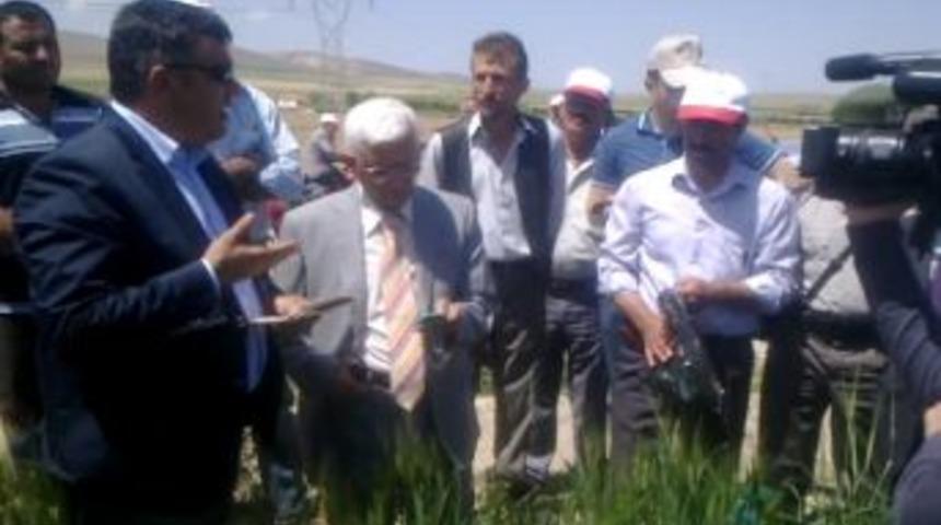 Ereğli&rsquo;de S&uuml;ne Ve Kımıl Zararlısıyla Biyolojik M&uuml;cadele S&uuml;r&uuml;yor