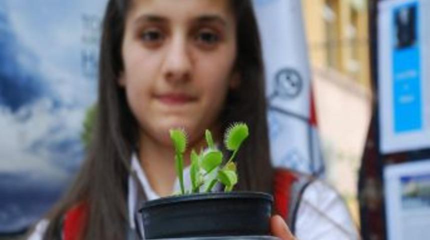 Ven&uuml;s Bitkisiyle Kene Yakalayacaklar