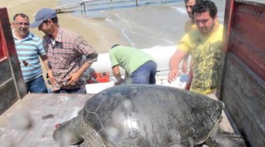 Yaralı Caretta Caretta Sahile Vurdu
