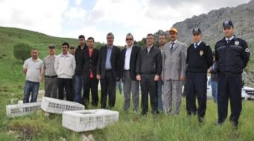 G&ouml;ksun'da 500 Adet Keklik Doğaya Bırakıldı