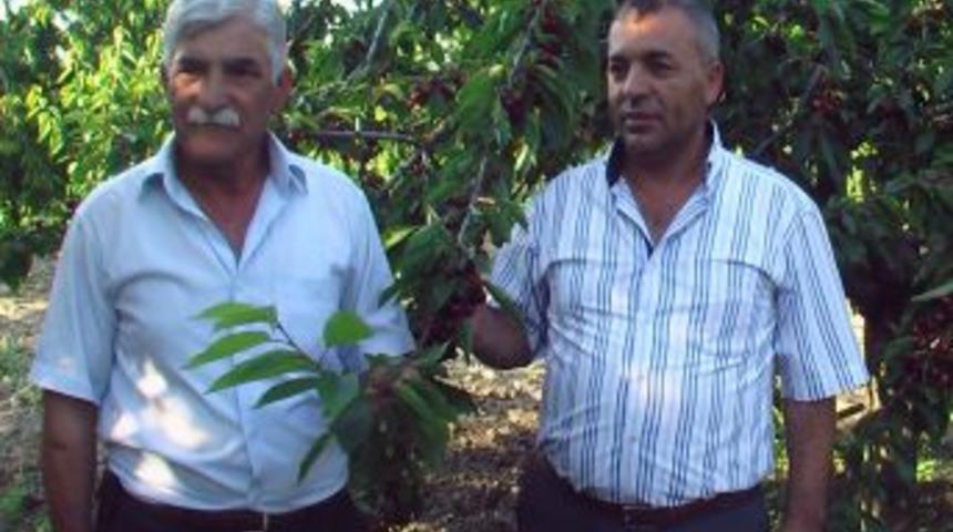 Kirazıyla Meşhur Kirazlı K&ouml;y&uuml; Yağmurdan Mağdur Oldu